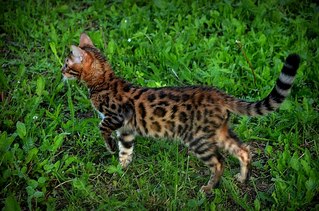 604 X 400  79.2 Kb 604 X 400  62.0 Kb 604 X 372  47.6 Kb  !