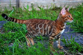 604 X 400  73.4 Kb 604 X 400  54.6 Kb  !