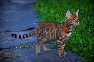 604 X 400  54.3 Kb 604 X 400  73.4 Kb 604 X 400  54.6 Kb  !