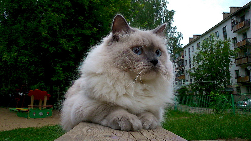 1920 X 1080 665.1 Kb Питомник невских маскарадных кошек 'Страна Сибирия'. СКАЗОЧНЫЕ КОТЯТА ДЛЯ ВАС :)