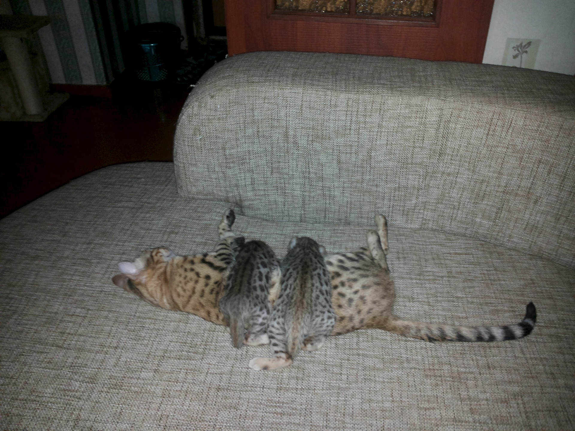бенгальские котята