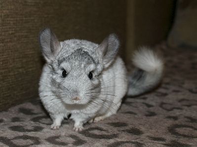 1599 X 1194 168.5 Kb  