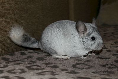 1920 X 1280 234.8 Kb 1599 X 1194 168.5 Kb  