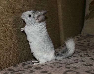 1507 X 1186 207.9 Kb 1707 X 1151 206.4 Kb 1920 X 1280 234.8 Kb 1599 X 1194 168.5 Kb  