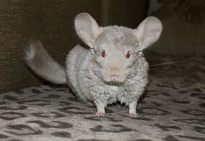 1603 X 1104 168.7 Kb  