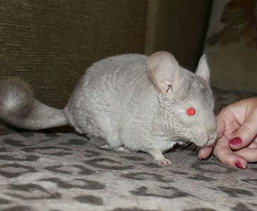 1115 X 918 113.9 Kb 1603 X 1104 168.7 Kb  