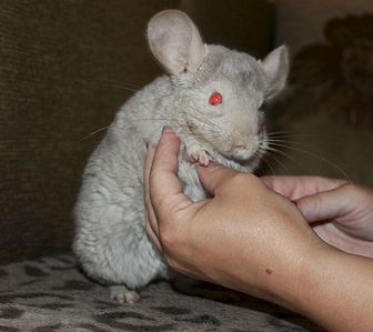 1177 X 1049 106.8 Kb 1115 X 918 113.9 Kb 1603 X 1104 168.7 Kb  