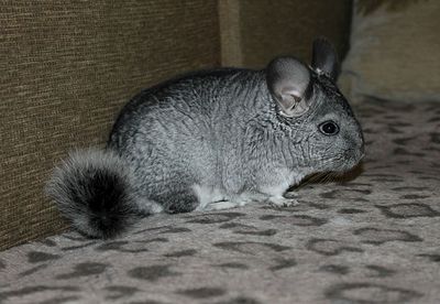 1515 X 1046 205.0 Kb  