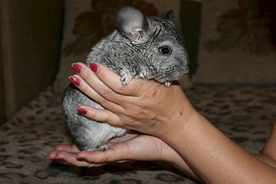 1920 X 1280 205.5 Kb 1515 X 1046 205.0 Kb  