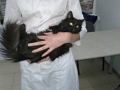 1920 X 1440 909.5 Kb Котенок с 'облаком в штанах') нуждается в помощи для лечения