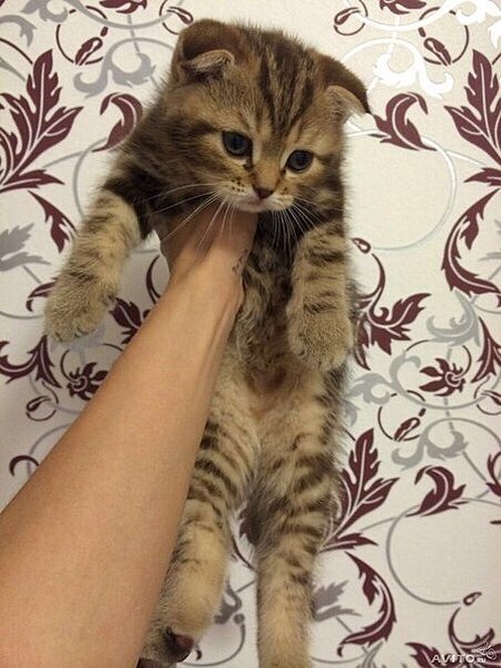453 X 604 61.2 Kb Продаются отличные шотландские котята