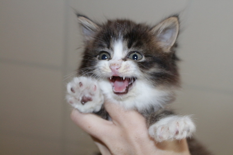 1920 X 1280 328.7 Kb Малютка Минни (кошечка) в поисках семьи