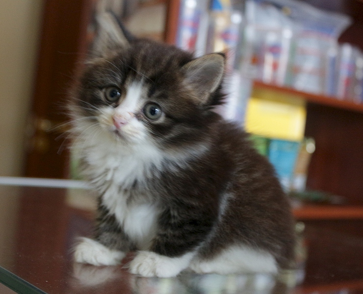 1920 X 1555 122.9 Kb ������� ����� (�������) � ������� �����