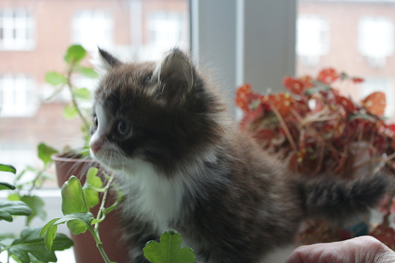 1920 X 1280 313.3 Kb ������� ����� (�������) � ������� �����