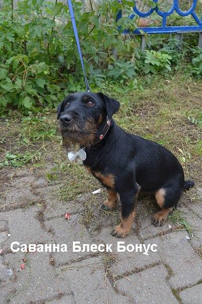 399 x 599 492 x 600 ' -   '