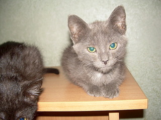 1920 X 1440 636.4 Kb 1920 X 1440 432.4 Kb 1920 X 1440 419.2 Kb Лесные котята в поисках дома. Продолжение