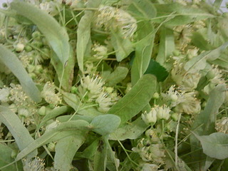 1920 X 1440 519.6 Kb Любите ли вы лето