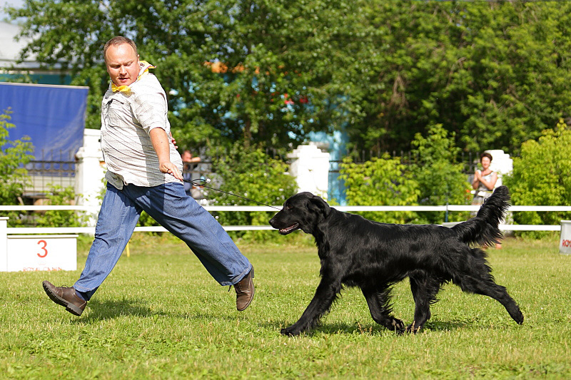 800 x 533  - Retrievers Terra Italmas...