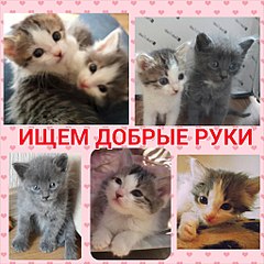 1024 X 1024 162.4 Kb 700 X 991 136.6 Kb замечательные котятки в самые ответственные руки