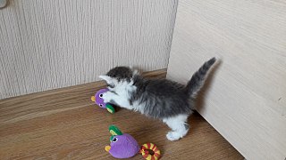 1280 X 720 182.2 Kb 1024 X 1024 162.4 Kb 700 X 991 136.6 Kb замечательные котятки в самые ответственные руки