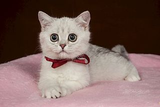 1765 X 1177 160.6 Kb 1118 X 745 85.7 Kb 802 X 1203 100.6 Kb 936 X 1404 109.5 Kb Продам котят британской шиншиллы