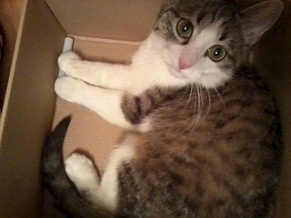 1600 X 1200 324.7 Kb Потерялась кошечка ТЦ Талисман - ул. Холмогорова