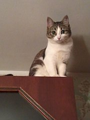 768 X 1024  58.5 Kb     - . 