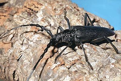 600 X 400  70.1 Kb  ? :)