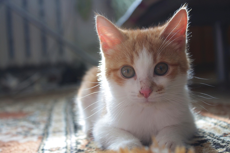 1920 X 1280 511.2 Kb    .    , 3 .