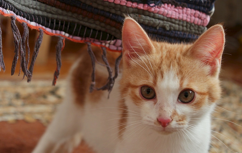 1920 X 1219 632.8 Kb    .    , 3 .