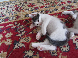 1920 X 1440 768.6 Kb 1920 X 1440 596.7 Kb 1920 X 1440 635.3 Kb  