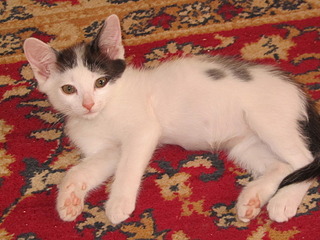 1920 X 1440 608.6 Kb 1920 X 1440 768.6 Kb 1920 X 1440 596.7 Kb 1920 X 1440 635.3 Kb  