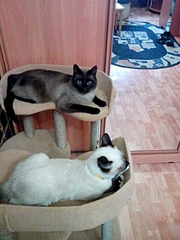 1920 X 2560 366.1 Kb ,  ,  , ?