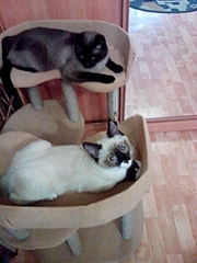 1920 X 2560 346.0 Kb 1920 X 2560 366.1 Kb ,  ,  , ?