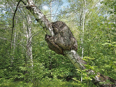 1000 X 750 318.4 Kb Макровылазки и околомакрушные разговоры
