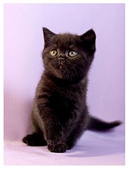 462 X 609 50.7 Kb 1920 X 2159 1015.2 Kb Питомник'Gem Sweet'.Любимые британские ПЛЮШКИ.Британские котята: белые,голубые