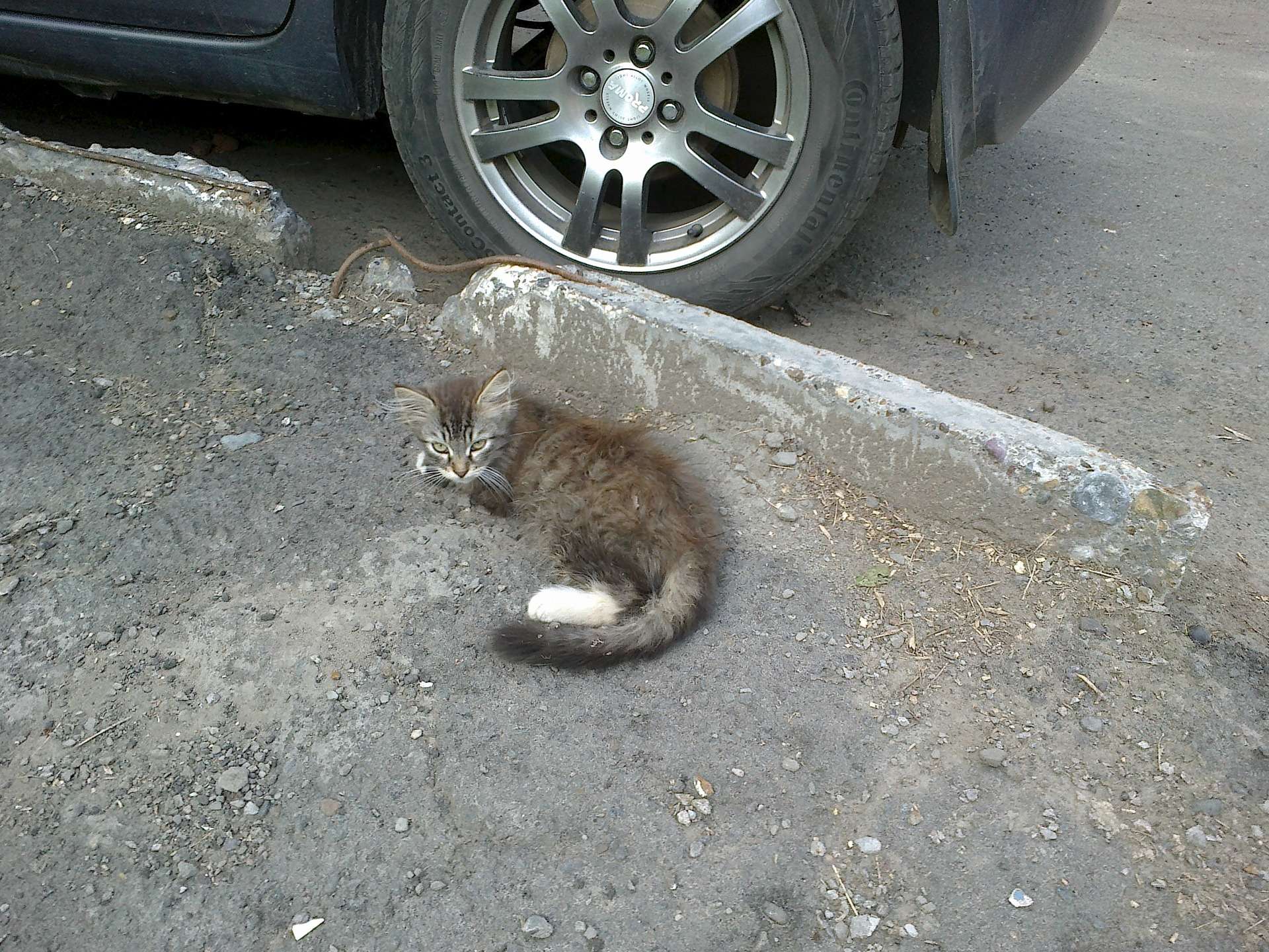 Сбитые кошки на дороге. Котенка переехала машина.
