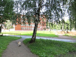 1204 X 897 418.0 Kb 1234 X 884 399.9 Kb 1050 X 873 315.0 Kb Веточка для Коржиков.и абиссинских кошек
