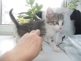 1000 X 750 217.1 Kb 608 X 737 158.1 Kb котёнок 1.5 месяца