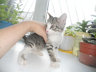 1000 X 750 247.6 Kb 798 X 750 177.8 Kb 740 X 726 175.9 Kb 1000 X 750 217.1 Kb 608 X 737 158.1 Kb котёнок 1.5 месяца
