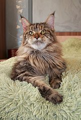 407 X 604 60.7 Kb 604 X 411 29.3 Kb Продаются девочки мейн-кун.