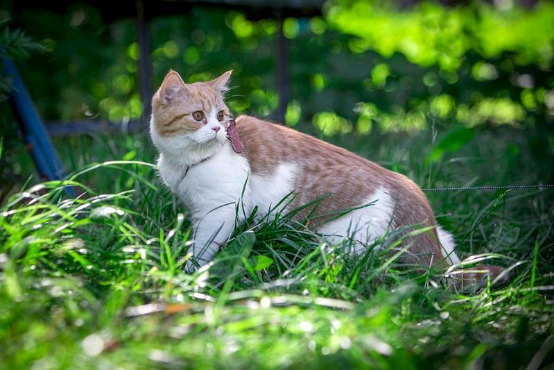 1024 X 683  97.6 Kb Длинношерстные бриташки и компания! У нас есть котята!