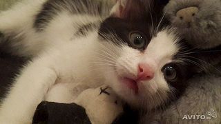 604 X 340  29.3 Kb     !