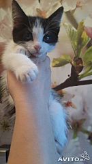 270 X 480  16.6 Kb 604 X 340  29.3 Kb     !