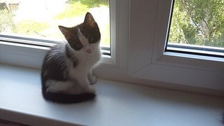 604 X 340  31.9 Kb 270 X 480  16.6 Kb 604 X 340  29.3 Kb     !