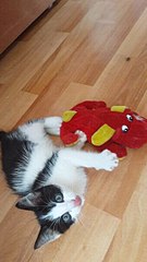 340 X 604  35.8 Kb 604 X 340  31.9 Kb 270 X 480  16.6 Kb 604 X 340  29.3 Kb     !