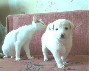 1141 X 914 142.3 Kb 1140 X 1428 152.5 Kb 1200 X 1255 224.4 Kb 1200 X 872 150.5 Kb      :)