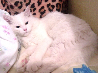 1920 X 1440 178.3 Kb       !  .