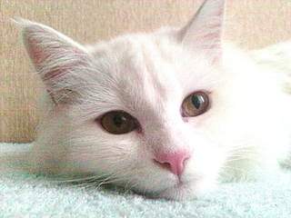 1920 X 1440 256.6 Kb 1920 X 1440 178.3 Kb       !  .