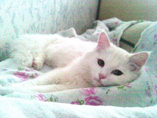 1920 X 1440 357.4 Kb 1920 X 1440 256.6 Kb 1920 X 1440 178.3 Kb       !  .